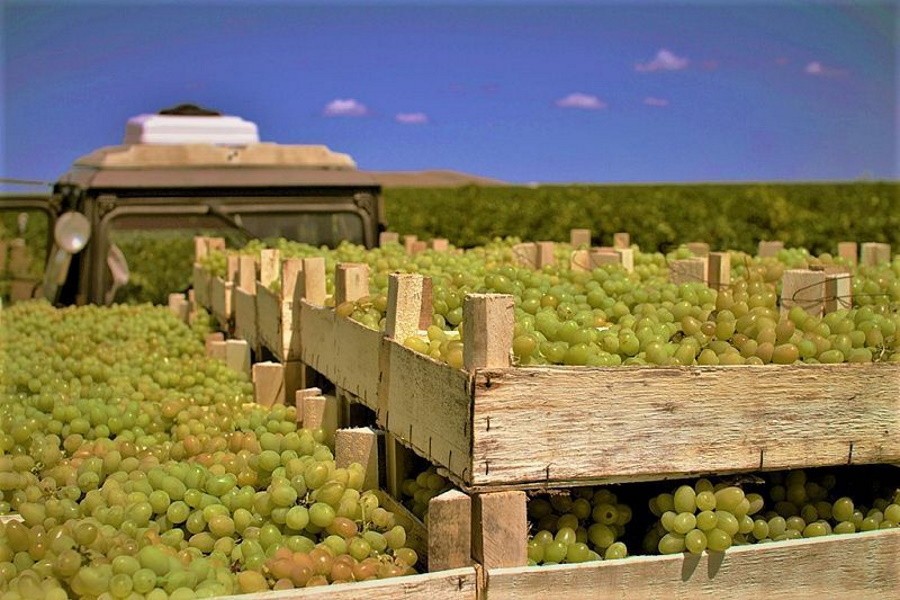 В Краснодарском крае снизился урожай винограда