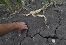 Ущерб от засухи в Курганской области оценивается свыше одного миллиарда рублей