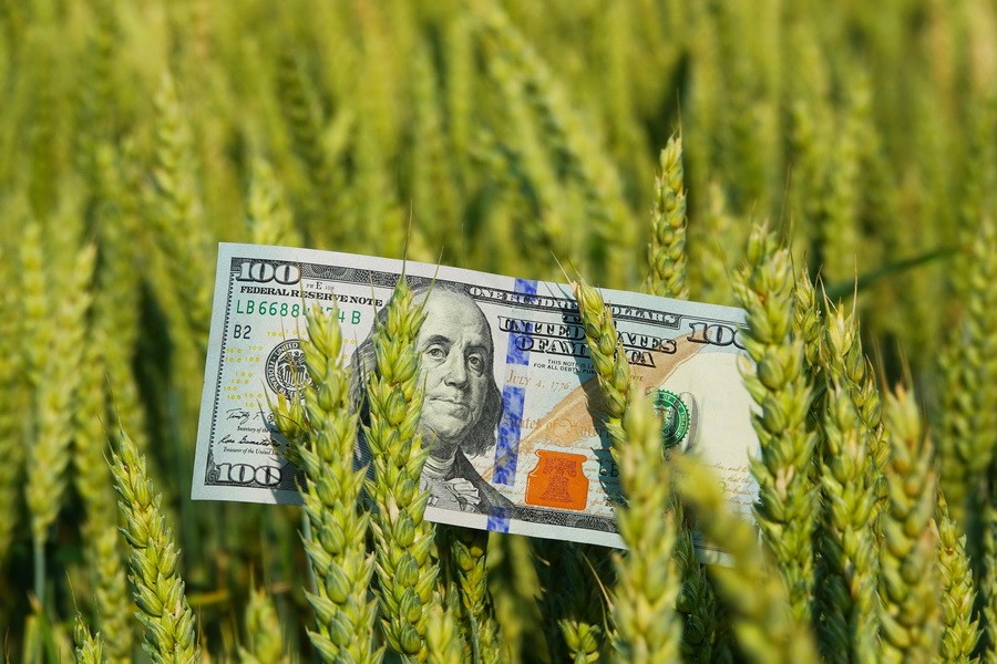 На фоне дорогого российского зерна вырос интерес к украинской пшенице
