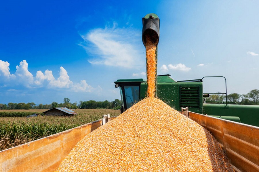 В России вырастет экспортная пошлина на пшеницу