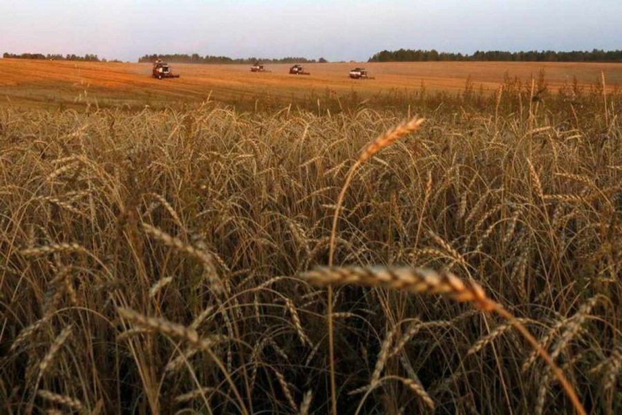 Экспортные цены на российскую пшеницу продолжают расти вслед за мировыми