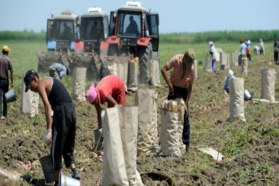 В Астраханской области вдвое сократился сбор овощей из-за нехватки трудовых мигрантов