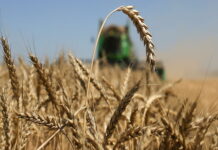 За счет недобора урожая хозяйства Татарстана недополучили в 2021 году свыше 28 млрд рублей