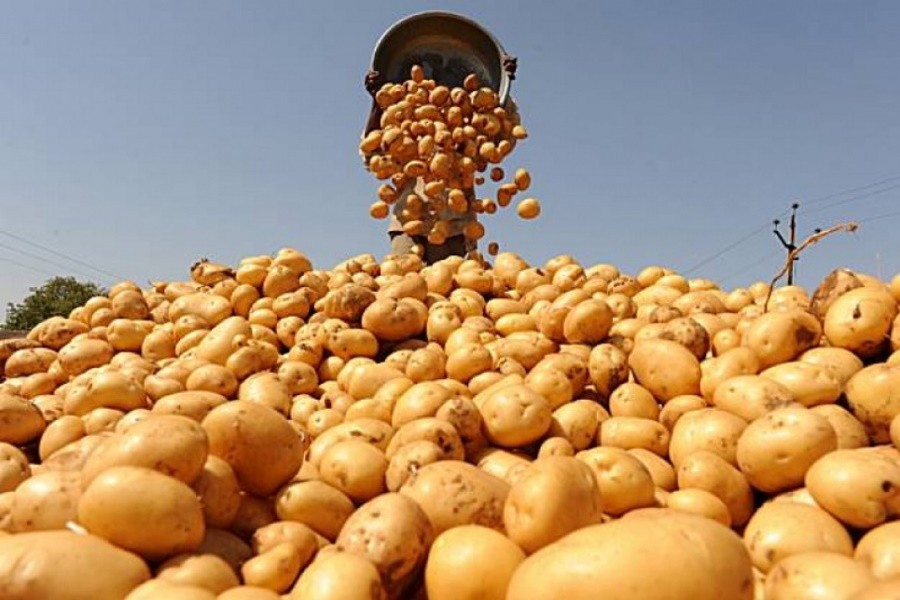 Для наращивания производства картофеля будут приняты особые меры господдержки — Патрушев