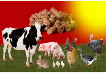 Канада поставляет в Россию корма для животных с ГМО