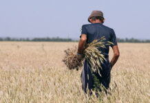 Российский зерновой союз сомневается в достоверности данных об урожае зерна