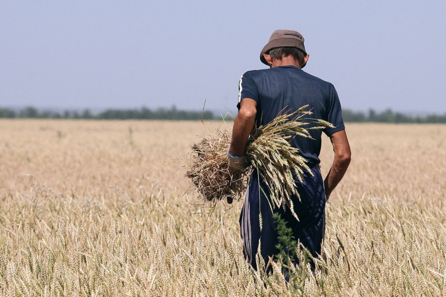 Российский зерновой союз сомневается в достоверности данных об урожае зерна