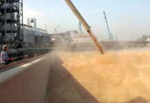 Еще выше — пошлина на экспорт российской пшеницы продолжает расти