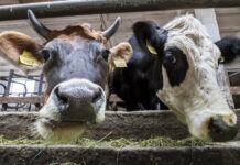 Коми: молочное скотоводство продолжает оставаться убыточным