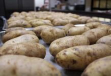Бактериальная гниль картофеля
