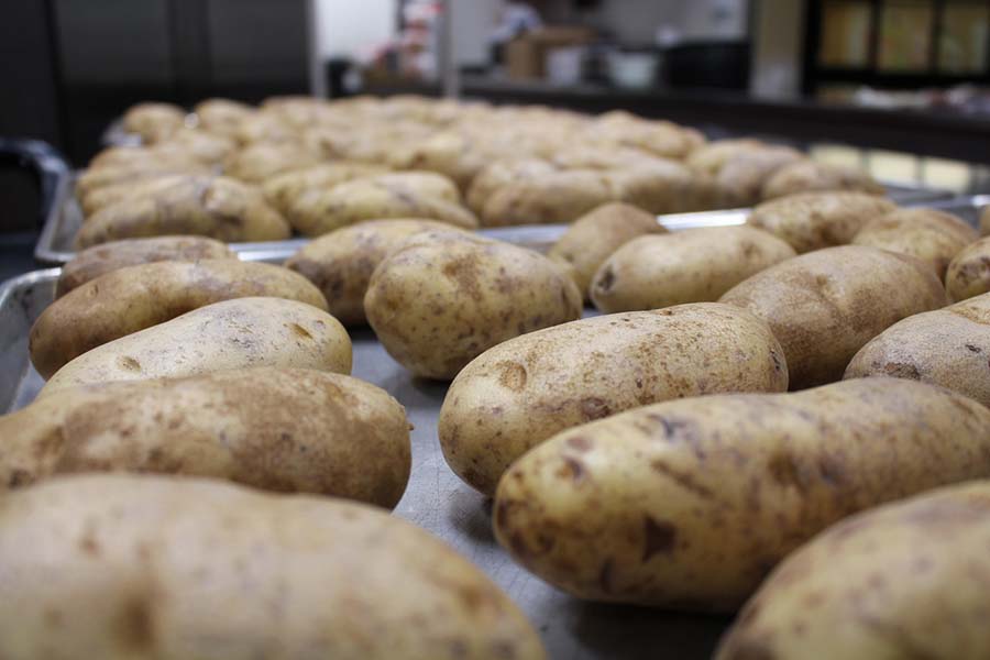 Бактериальная гниль картофеля