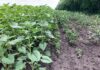 Обработка семян подсолнечника Люмисена позволяет увеличить урожайность до 20%