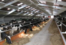 Молочное животноводство в Нижегородской области может остаться без субсидий на закупку техники и оборудования