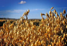 Уральские селекционеры вывели новый засухоустойчивый и высокоурожайный сорт овса