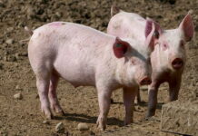 В карантинных зонах Свердловской области из-за АЧС изъяли порядка 2 тыс. свиней