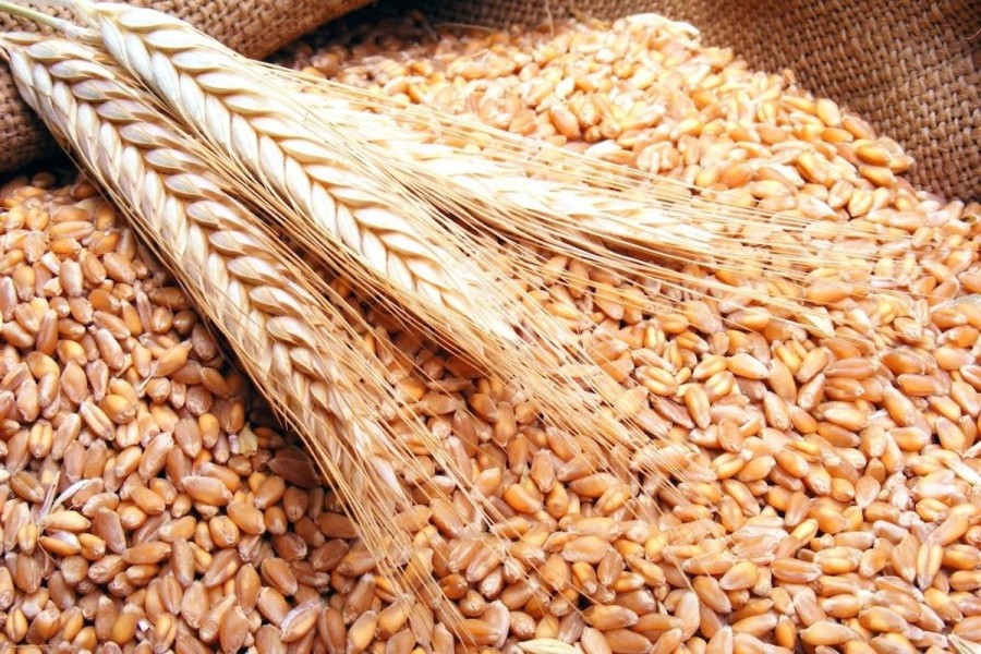 Абсолютный рекорд: российская пшеница поднялась до 340 долларов за тонну