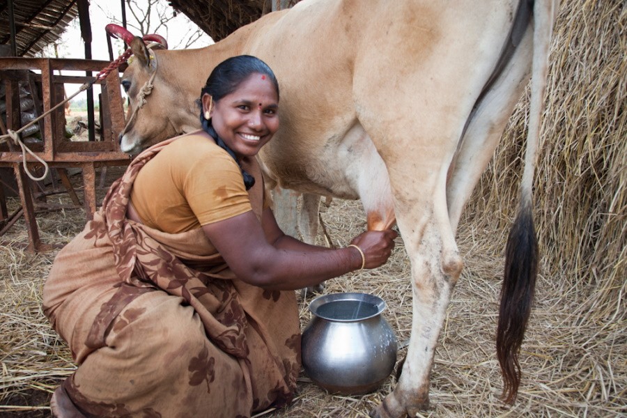 Великая молочная революция сделала Индию крупнейшим производителем молока