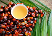 Россия нарастила импорт пальмового масла