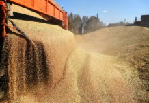 Рост экспортных цен на российскую пшеницу продолжается