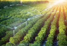 Методика экономии воды при поливе сельхозземель — новое достижение российских ученых