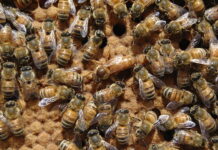 С 1 марта 2022 года вступят в силу новые ветправила по содержанию пчел