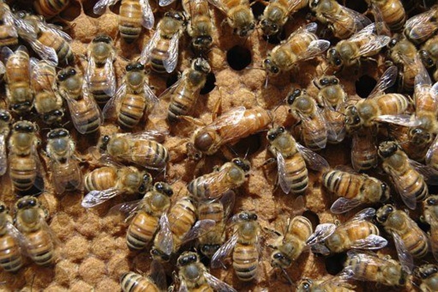 С 1 марта 2022 года вступят в силу новые ветправила по содержанию пчел