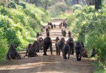 Обезьяны парализовали сельское хозяйство в районе Килиманджаро