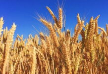 Россия может утратить статус крупнейшего мирового экспортера пшеницы