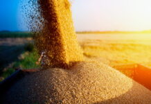 Экспортные цены на российскую пшеницу продолжили рост