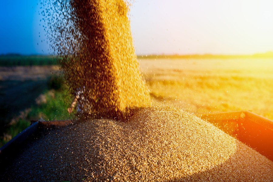Экспортные цены на российскую пшеницу продолжили рост