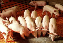 Дефицит аминокислот и витаминов может привести к остановке комбикормовых заводов и проблемам с производством мяса
