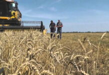 Пошлины на зерновые съедают около четверти прибыли ставропольских фермеров
