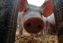 Власти Свердловской области направят фермерам компенсации за изъятое поголовье свиней