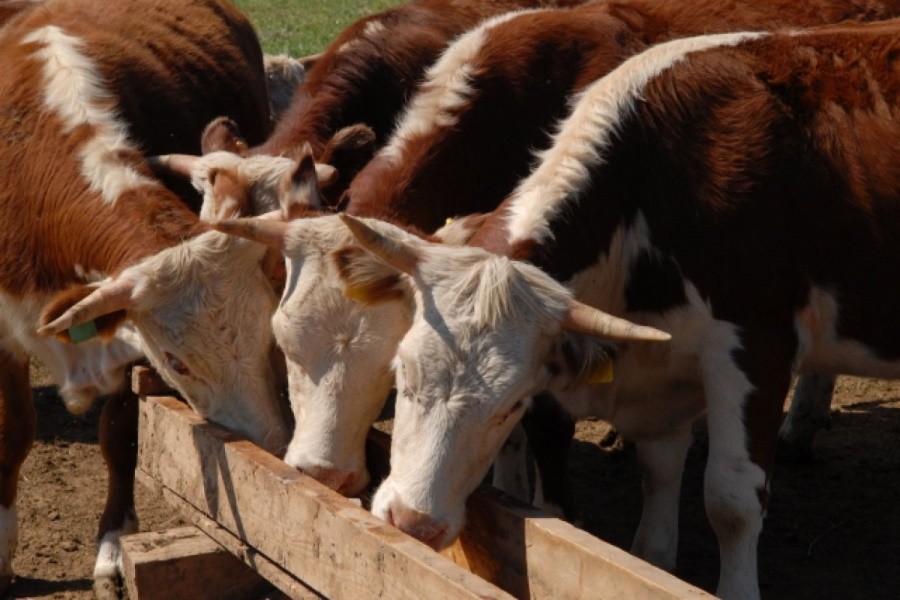 Владельцы ЛПХ в Красноярском крае возмущены запретом на забой скота в частных подворьях