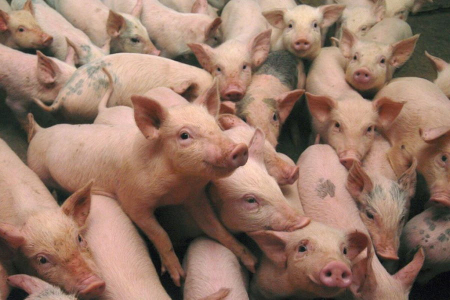 Низкие цены и слабый спрос вынуждают немецких свиноводов закрывать фермы