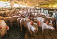 Свиноводы Чехии собираются закрывать свои фермы