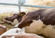 Вирусный лейкоз массово поражает коров в Амурской области