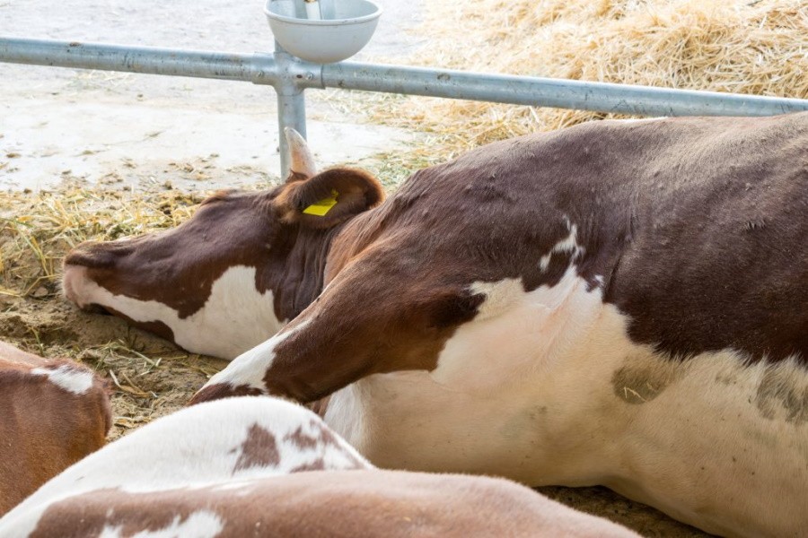 Вирусный лейкоз массово поражает коров в Амурской области