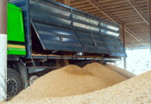 До конца года Минсельхоз РФ планирует ввести государственную информационную систему прослеживаемости зерна