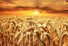С 15 декабря в России повышается пошлина на экспорт пшеницы