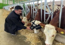 Турецкий фермер увеличил надои своих коров с помощью VR-очков