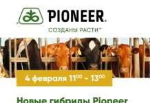 Новые гибриды Pioneer - Силосная революция