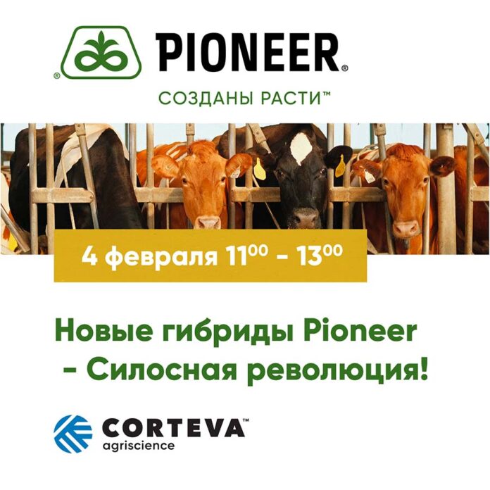 Новые гибриды Pioneer - Силосная революция