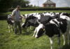 Молочная промышленность Латвии за пять лет потеряла тысячи ферм