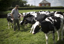 Молочная промышленность Латвии за пять лет потеряла тысячи ферм