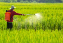 Фермеры Кении намерены бороться с запретом на широко используемые пестициды