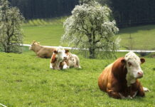 Беспривязное содержание коров разорит мелкие семейные фермы Германии