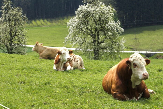 Беспривязное содержание коров разорит мелкие семейные фермы Германии