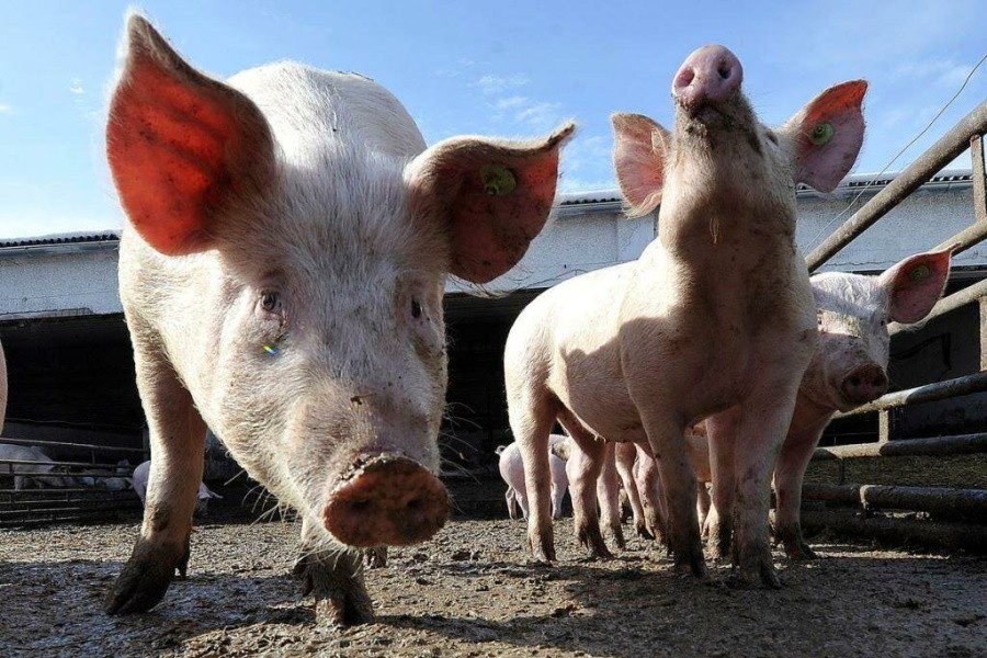 В России перепрофилируют мелкие свинофермы на другие отрасли животноводства