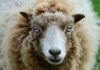 Ирландские ученые предложили изготавливать удобрения из овечьей шерсти